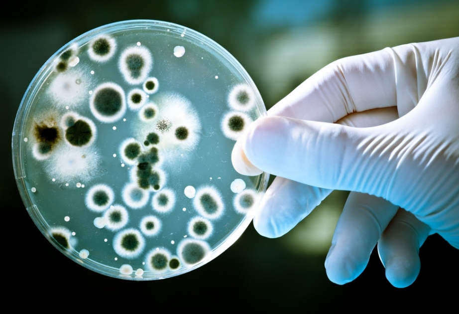В США обнаружили бактерию, не поддающуюся лечению антибиотиками