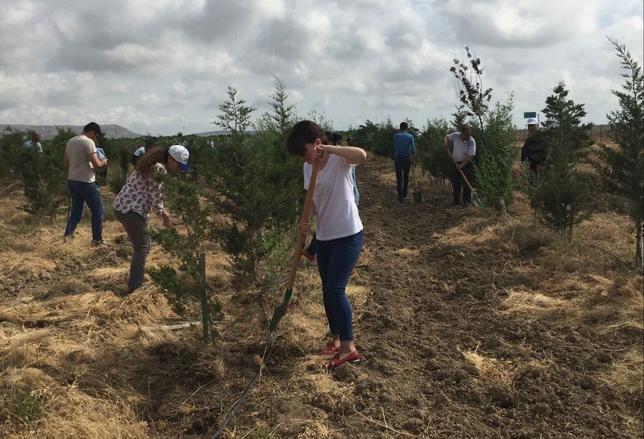 Ümumdünya Ətraf Mühit Günü ilə əlaqədar 320 hektar sahədə abadlıq işləri aparılıb