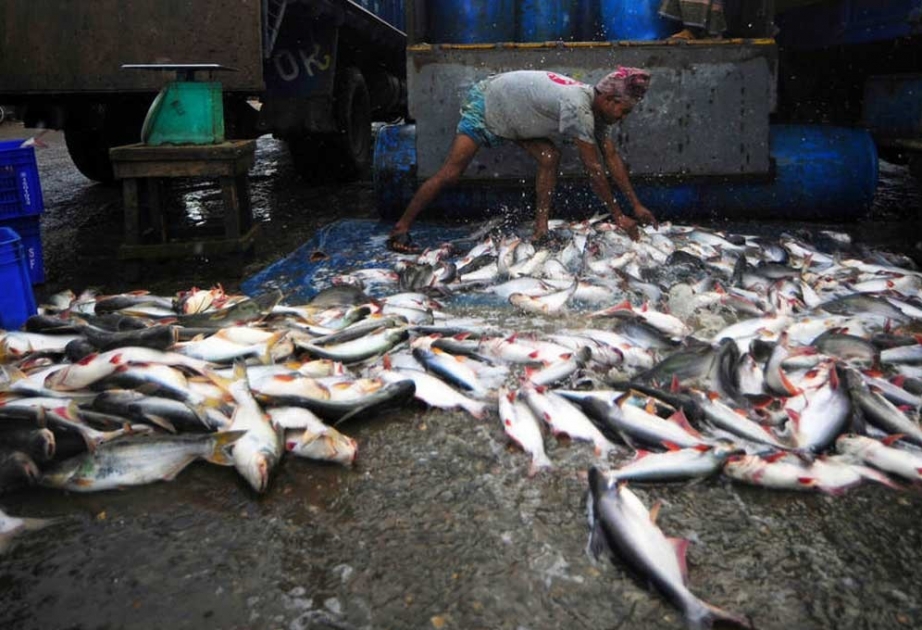 دخول أول اتفاق حول مكافحة صيد الأسماك غير المشروع حيز التنفيذ