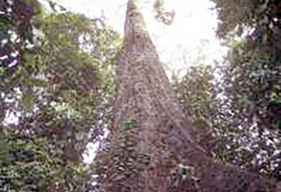 Обнаружено самое высокое тропическое дерево в мире