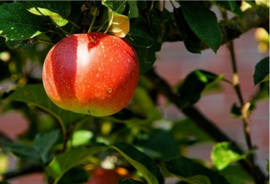 В Канаде ученые вырастили человеческие уши из яблока