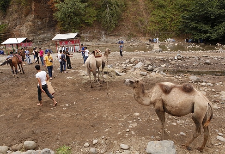 Masallı Azərbaycanın subtropik ürəyidir