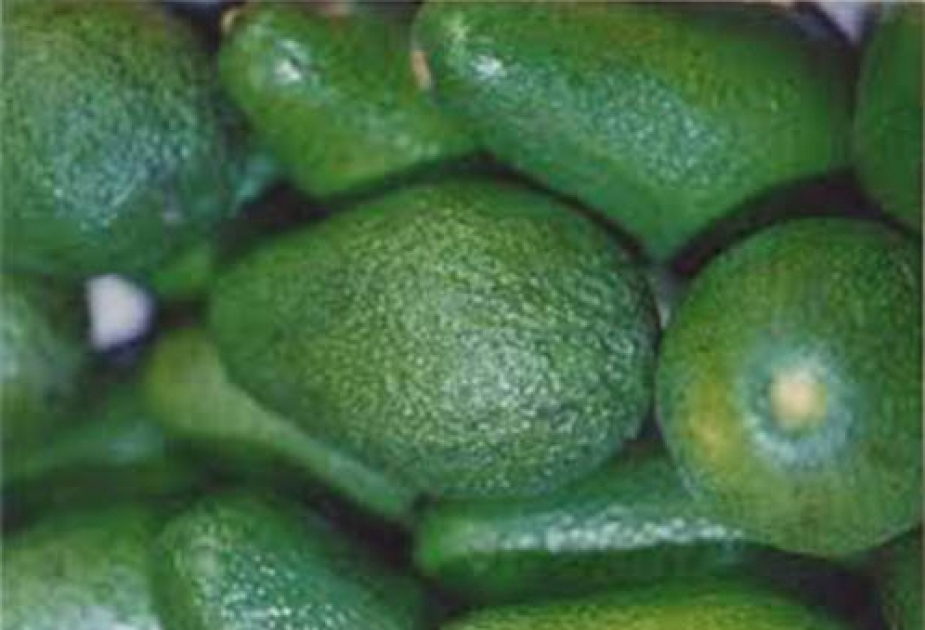 В ввезённых в страну более тонны авокадо обнаружена болезнь