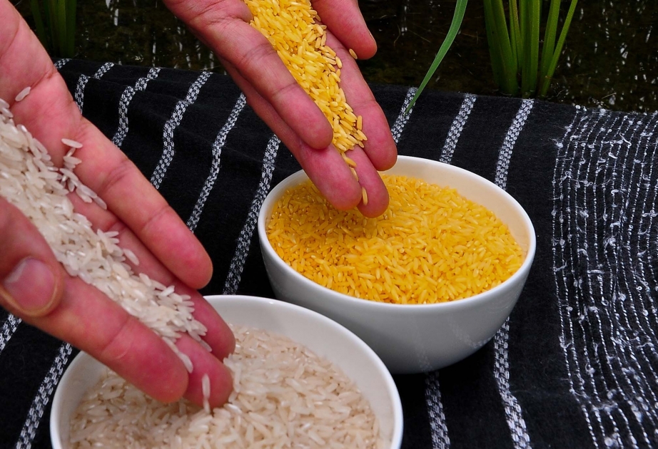 Greenpeace-Kampf gegen Gen-Reis