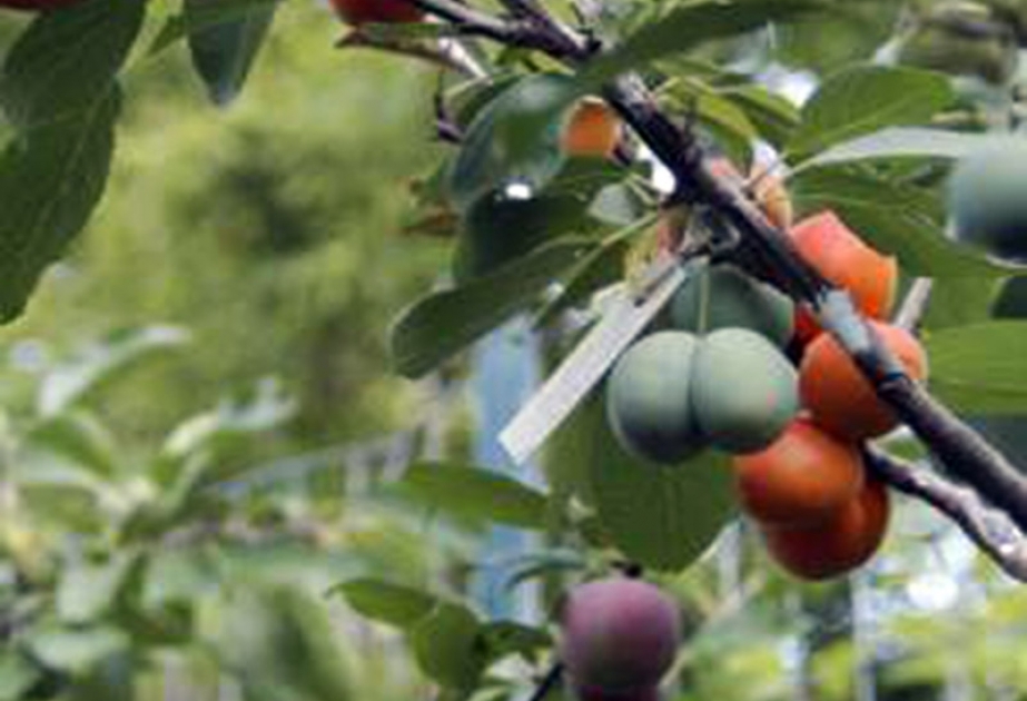 40 видов фруктов на одном дереве