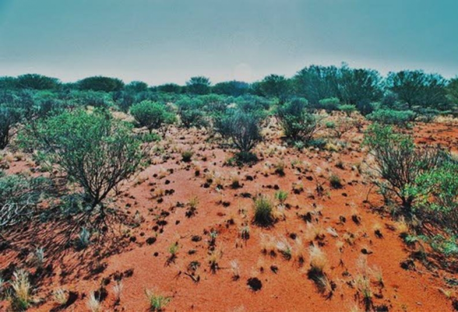 Пустыня гибсона австралия. Красные ферраллитные почвы Австралии. Пустыня Гибсона в Австралии. Ферраллитные почвы Африки. Красно-желтые ферраллитные почвы.