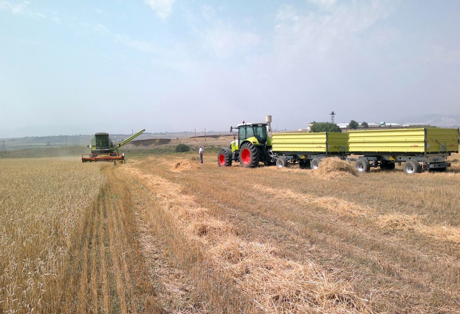 انتهاء حصاد الحبوب في محافظة جويتشاي