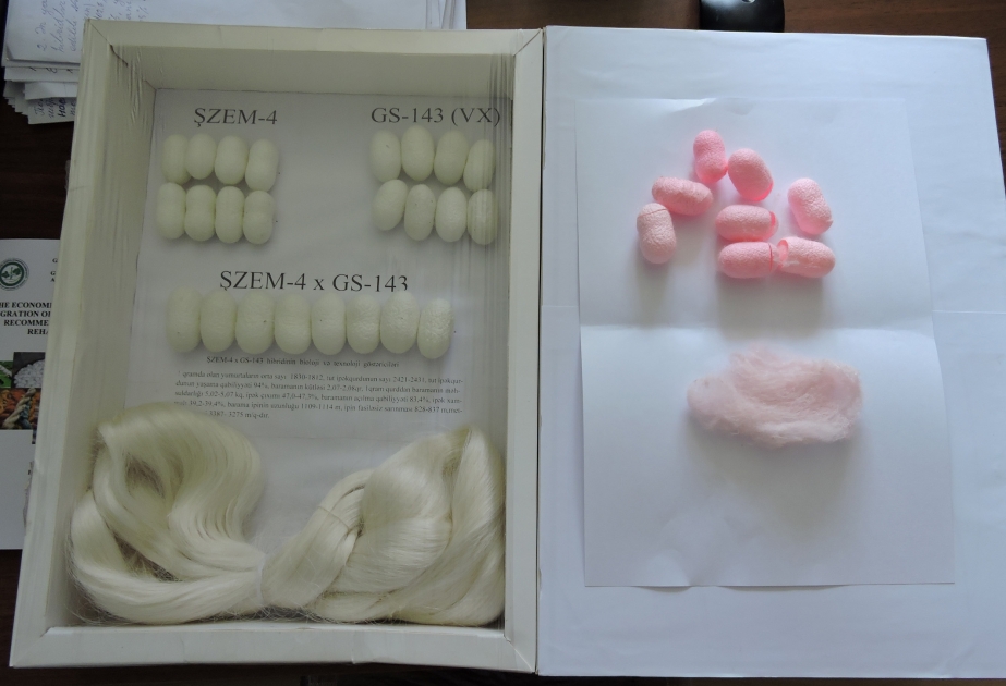 İn Aserbaidschan zum ersten Mal rosa Seidenkokons gezüchtet