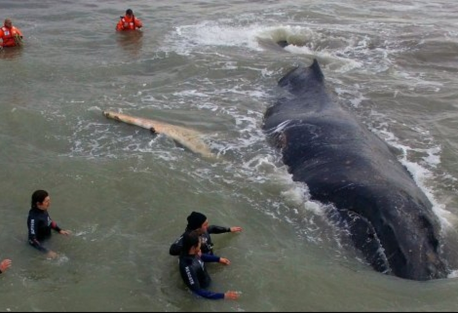 Ein Wal fast zehn Tonnen schweren in Argentinien bugsiert