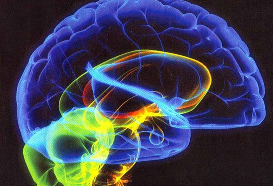 Alimlər beynin öyrənilməyən yeni zonalarını kəşf ediblər