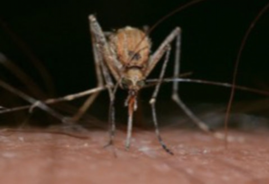 Ученые предлагают отпугивать малярийных комаров курами