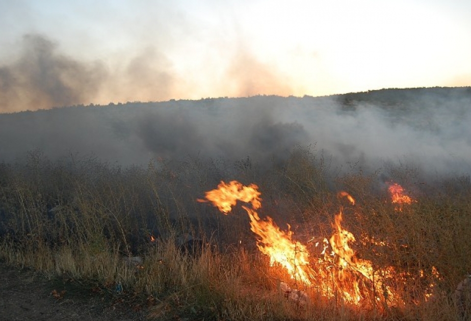В результате пожара на территории площадью 6 сот сгорели сухостой и кустарники