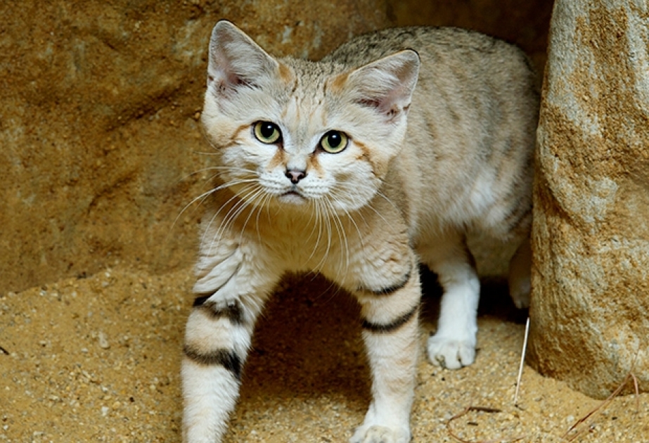 В ОАЭ впервые за 10 лет увидели арабского песчаного кота
