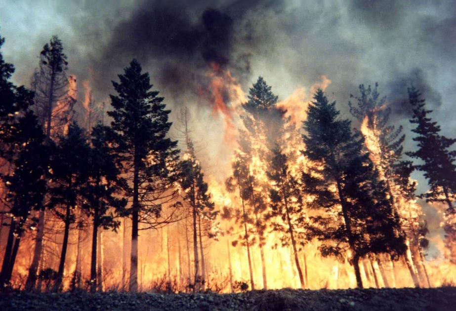 9 августа - День защиты леса от пожара в США
