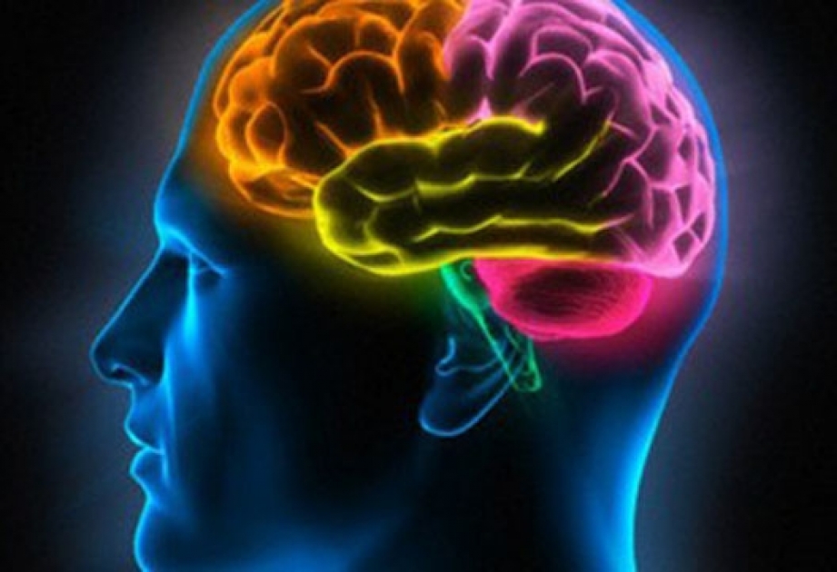 Американские ученые нашли в мозге человека центр интуиции