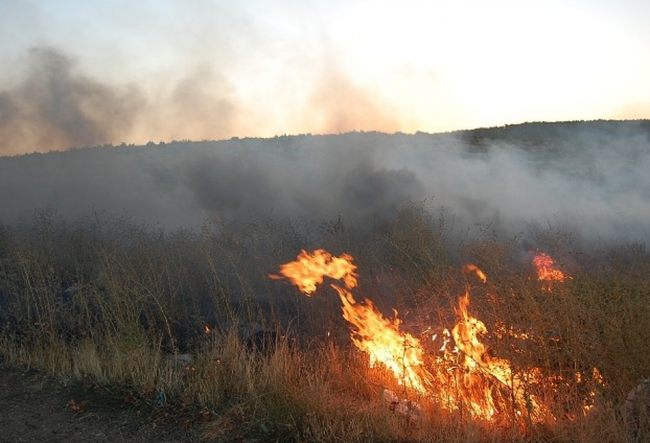 Пожар в Шамахы охватил 2 гектара территории лесного массива