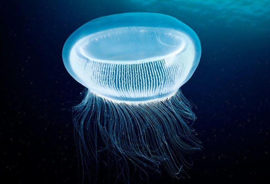 İşıq saçan meduza proteinləri lazer texnologiyasında istifadə oluna bilər