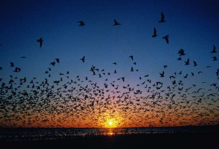 Birds fly faster in large flocks