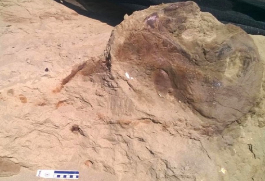 В США откопали самый сохранившийся скелет тираннозавра