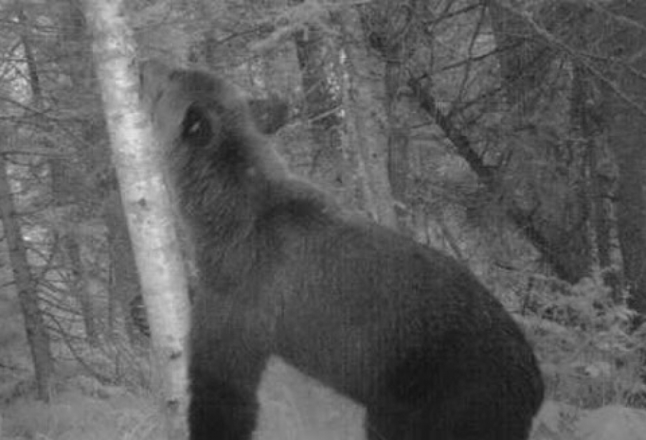Экологи сняли медведя, «танцующего» вокруг дерева