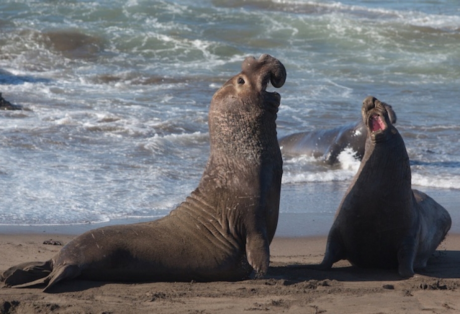 Seals help solve Antarctic bottom water mystery