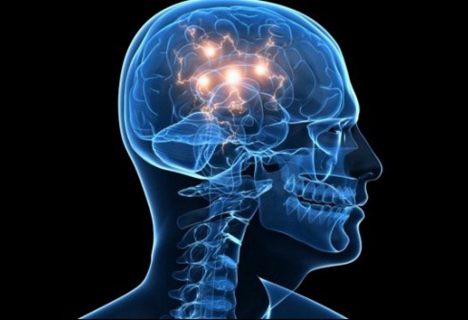 Эволюция человеческого интеллекта связана с улучшением кровоснабжения головного мозга