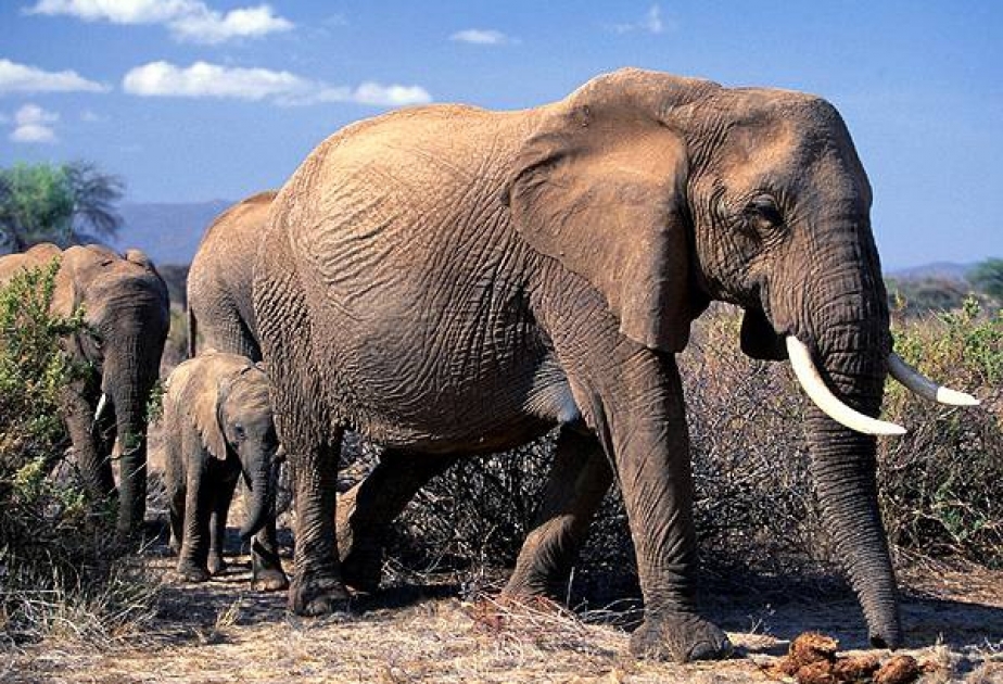 Ежегодно популяция саванных слонов сокращается на 8 процентов