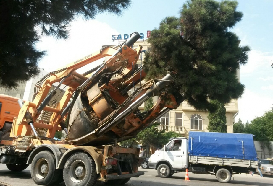 Yol tikintisi ilə bağlı 34 ağac kök torpağı ilə birgə köçürülür