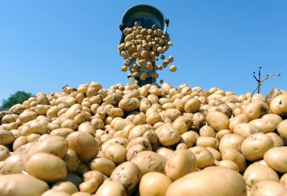 Tovuzlu fermerlər kartof sahələrindən 160 min tondan çox məhsul istehsal ediblər