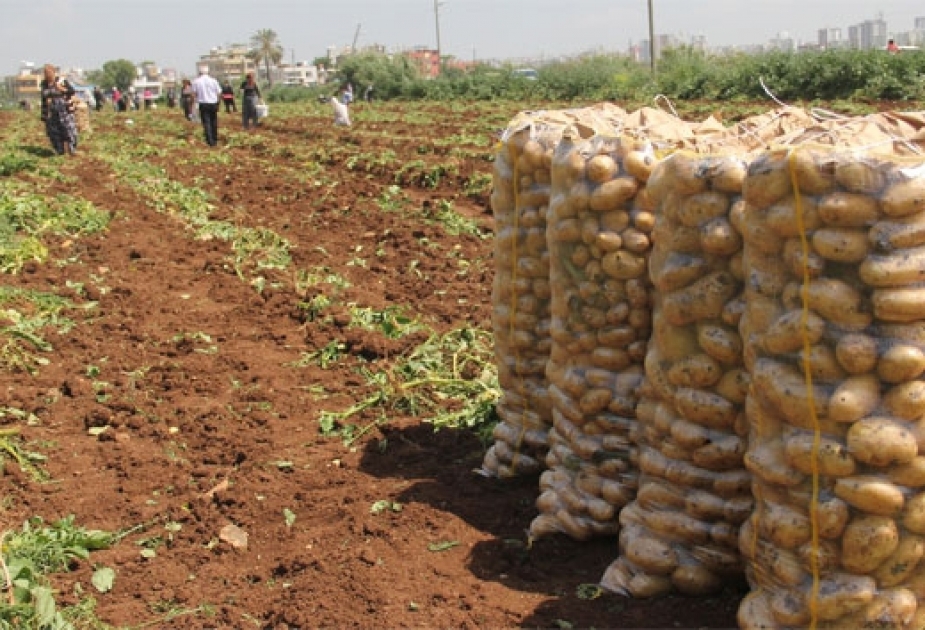 В этом году в Шамахе ожидается производство до 5000 тонн картофеля