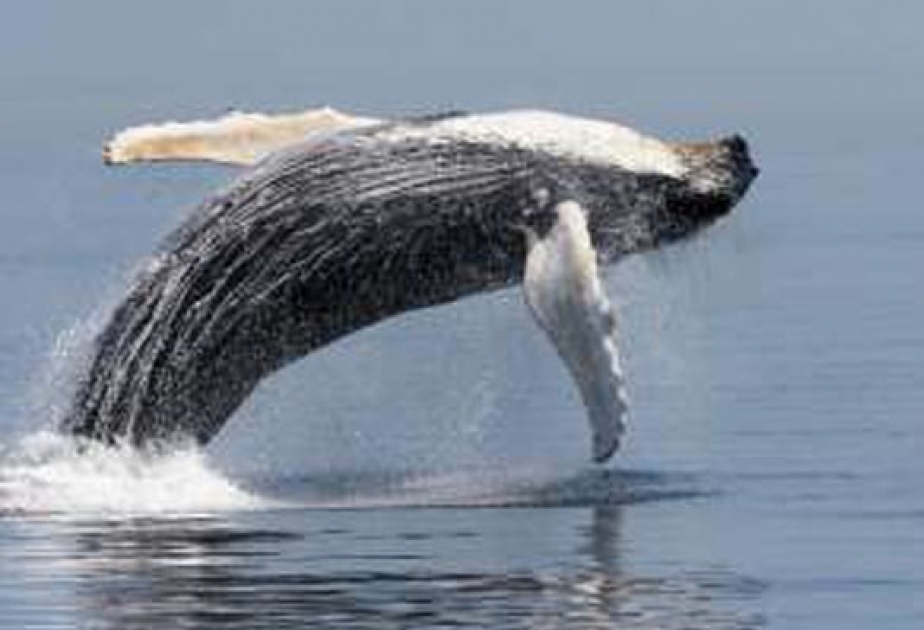 Most humpback whales to be taken off federal endangered species list