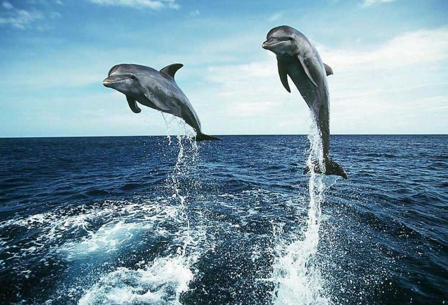 Ученые: “Язык” дельфинов состоит из слов и предложений