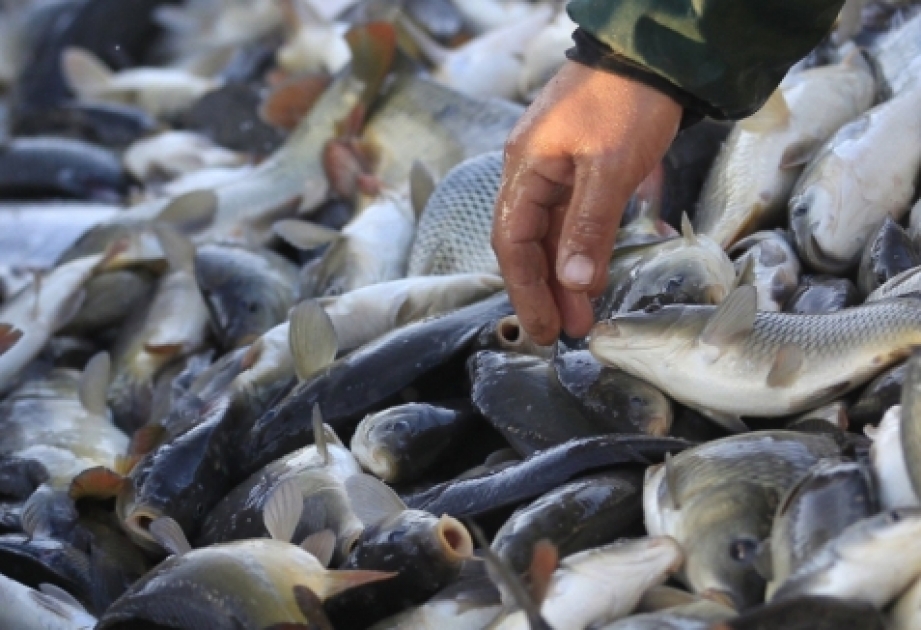 Sumqayıt şəhərində qida üçün yararsız olan balıq satışının qarşısı alınıb
