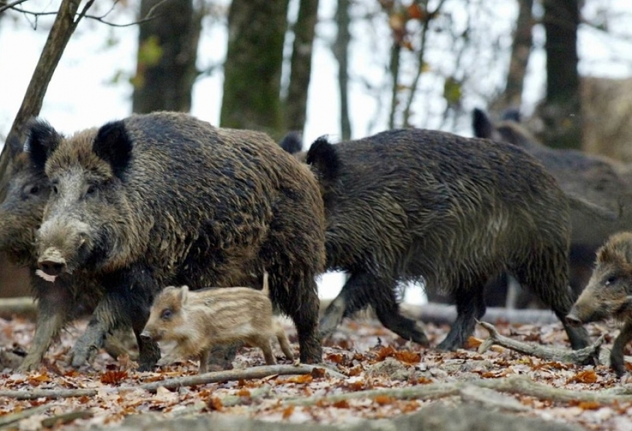 Wildschweine im Fukushima erobern Evakuierungszonen