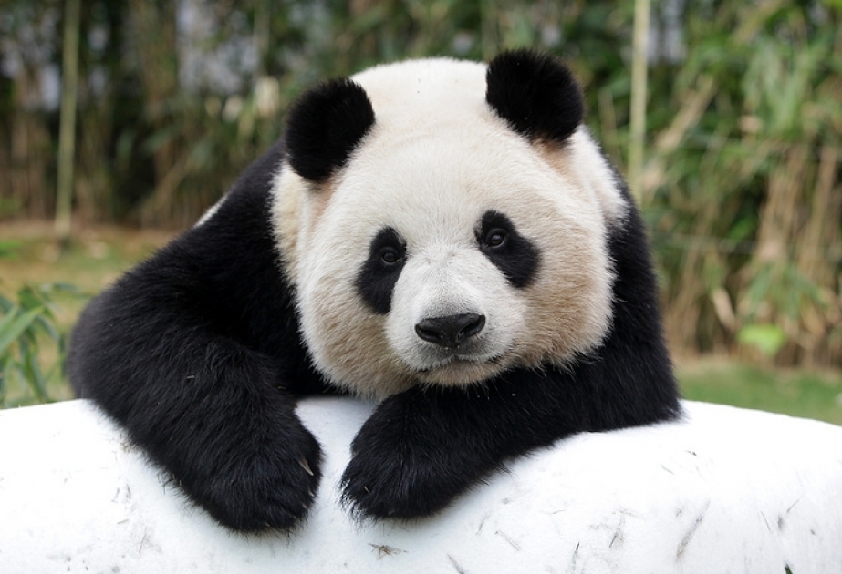 В WWF считают большую панду символом успеха общественной кампании в защиту этого вида