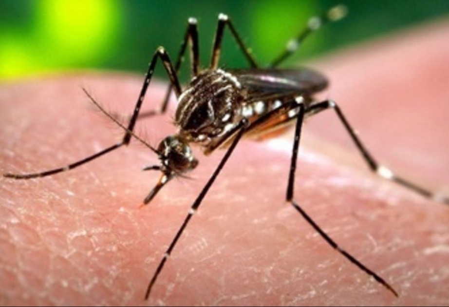 Zika-Virus in Thailand