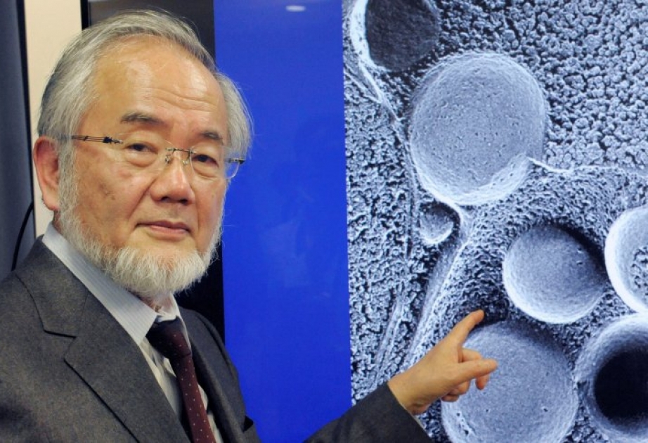 Müllabfuhr im Menschen – Forschung von Yoshinori Ohsumi