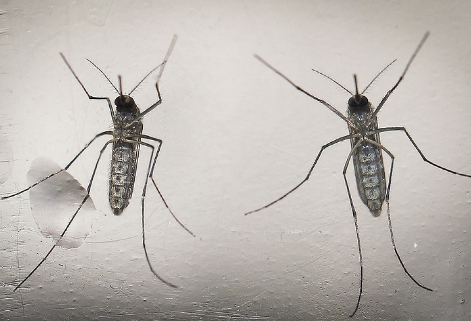 В Бразилии производят генетически модифицированных комаров