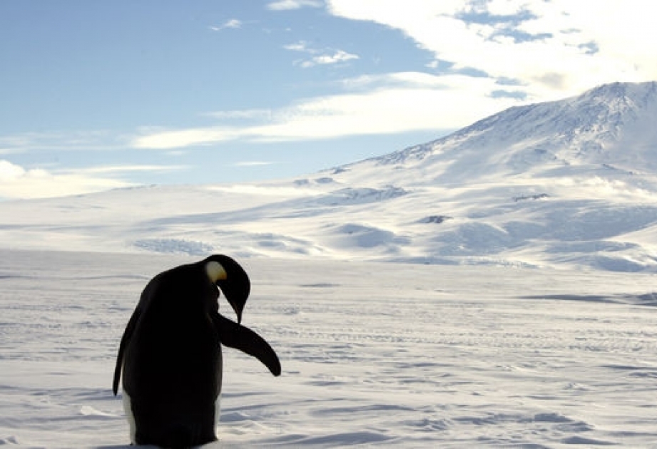 Dünyanın ən böyük dəniz mühafizə zonası Antarktidada yaradılacaq