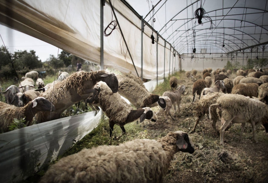В ФАО представили план борьбы с чумой овец и коз