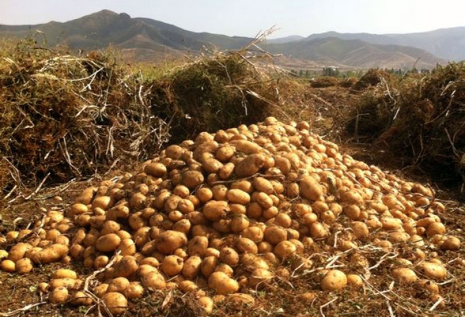 Tovuzlu fermerlər kartof sahələrindən 178 min tondan çox məhsul yığıblar