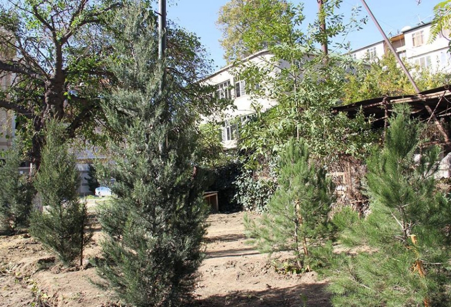 Nərimanov rayonunda qanunsuz kəsilmiş ağacların yerinə yeniləri əkilib