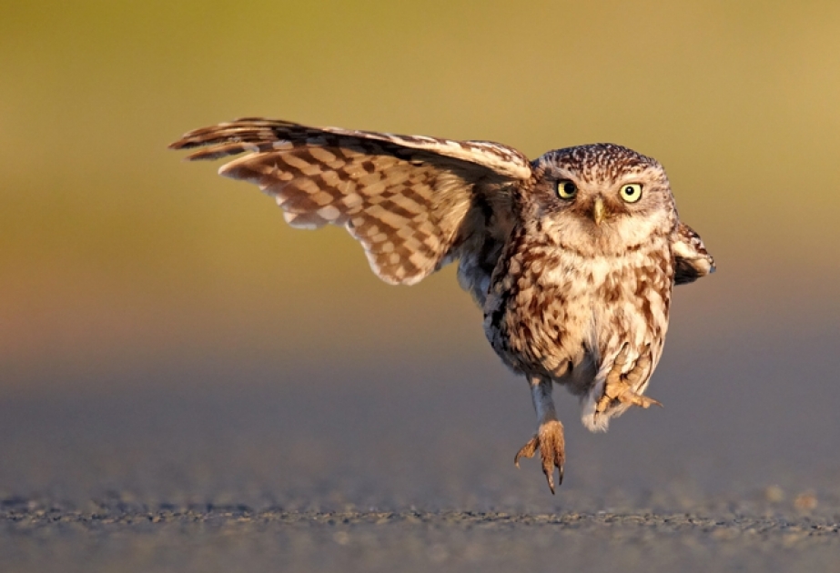 Определились обладатели премии Comedy Wildlife Photo Awards 2016