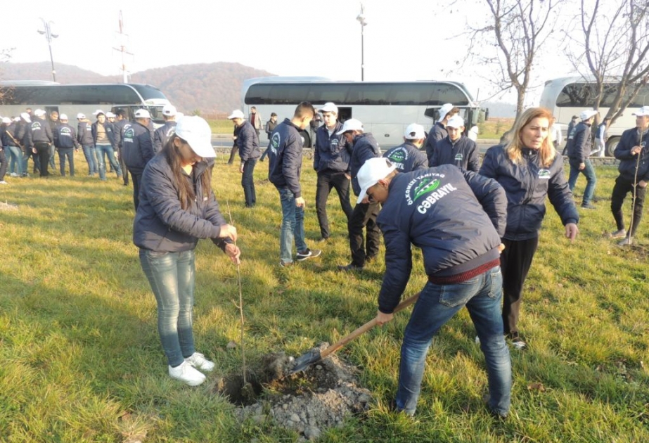 В рамках просветительской тур-акции в Габале прошла акция по высадке деревьев