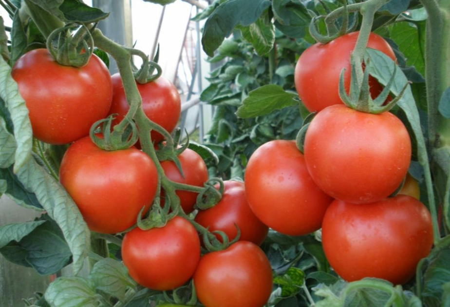 Türkiyə pomidorlarının Rusiya bazarına buraxılması 2-3 ildən sonra baş verə bilər
