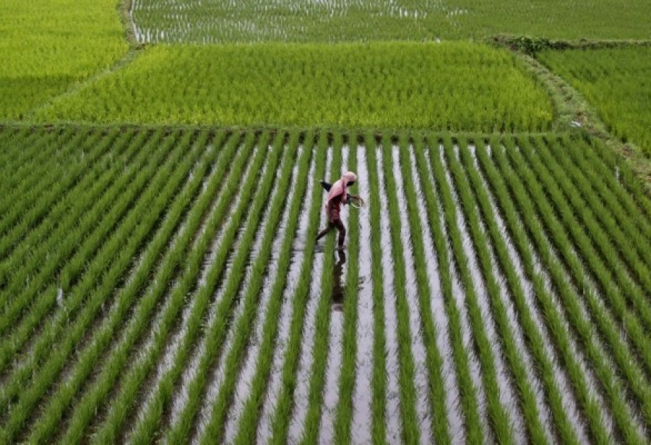 Ученые определили, что рис в Азии выращивался на много лет раньше, чем считалось до этого