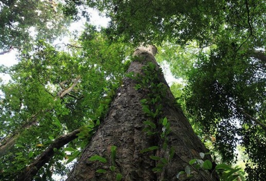Самое высокое дерево в Африке нашли на горе Килиманджаро