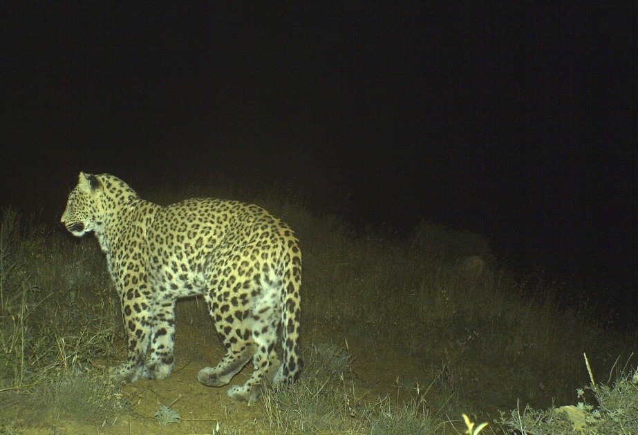 В этом году в Азербайджане родились пять детенышей леопарда