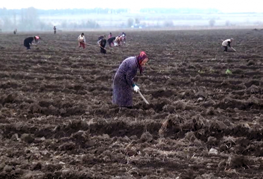 Flower processing plant to be built in Azerbaijan`s Zaqatala district