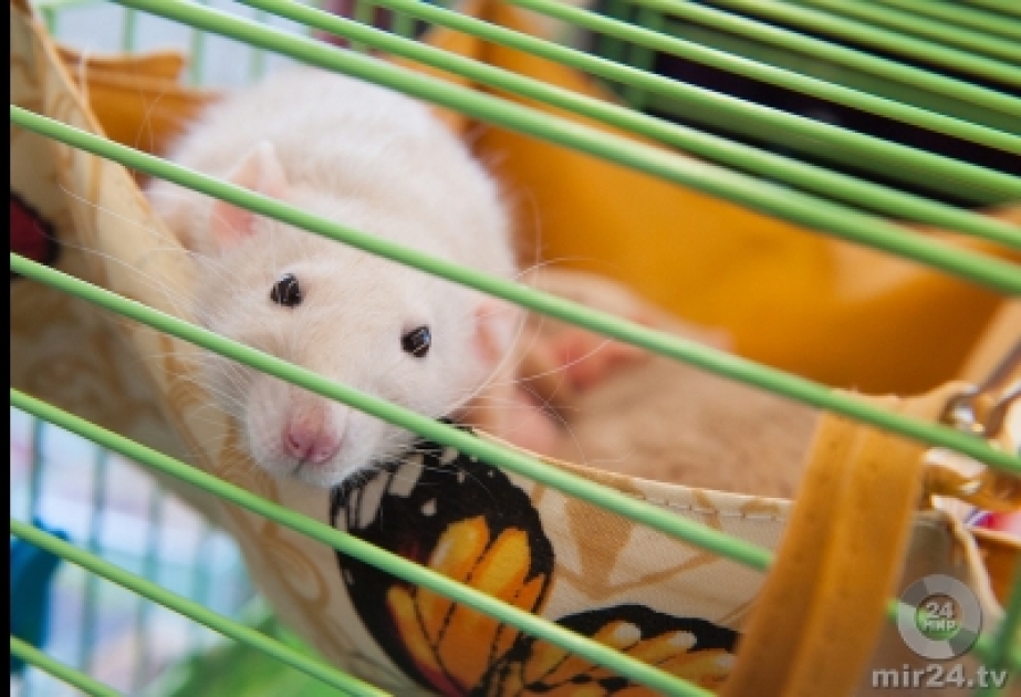 Ученым удалось омолодить мышь генной терапией